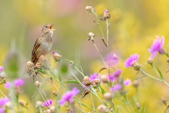 Feldschwirl singt auf lila Blumenfeld | © Gunther Zieger
