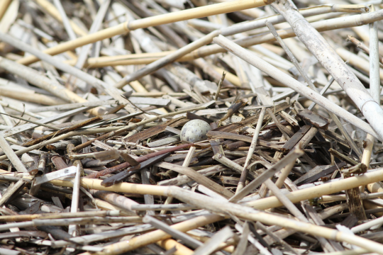 Flusseeschwalben-Nest mit einem Ei | © Hans-Joachim Fünfstück