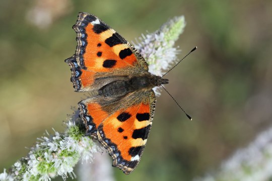 Ein Kleiner Fuchs, eine Schmetterlingsart mit orangen Flügeln mit schwarzen Flecken am oberen Flügelrand | © Frank Derer