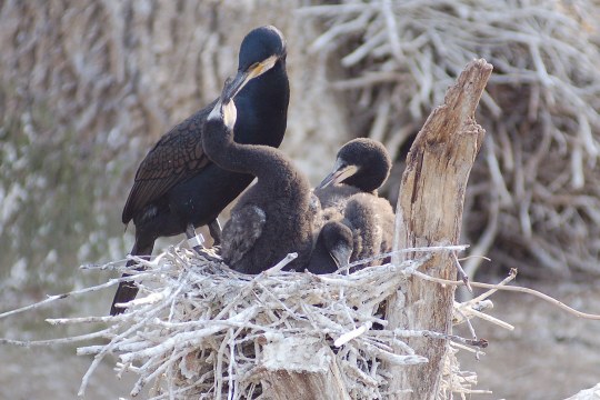 Kormoran-Altvogel füttert im Nest Jungvögel. Es sind vier Jungvögel zu sehen | © Dr. Andreas von Lindeiner
