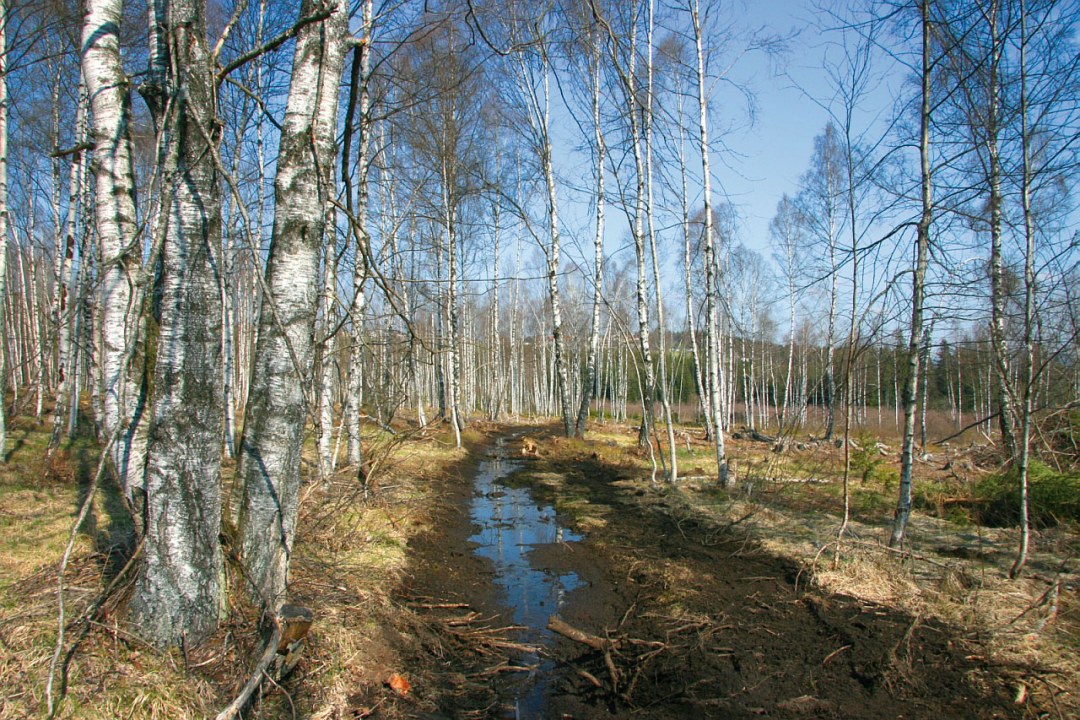 LBV Schutzgebiet Bischofsreut mit vielen Birken | © Julia Römheld