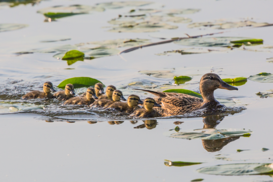 Löffelenten-Weibchen schwimmt mit ihren acht Küken zwischen Seerosenblätter | © Andreas Hartl