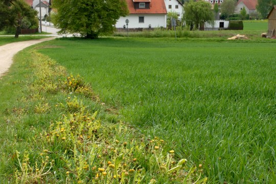 Pestizidverseuchter Ackerstreifen, im Hintergrund ein Dorf | © Dr. Eberhard Pfeuffer