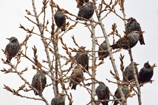 14 Stare sitzen auf einem kahlen Baum im Geäst | © Markus Gläßel