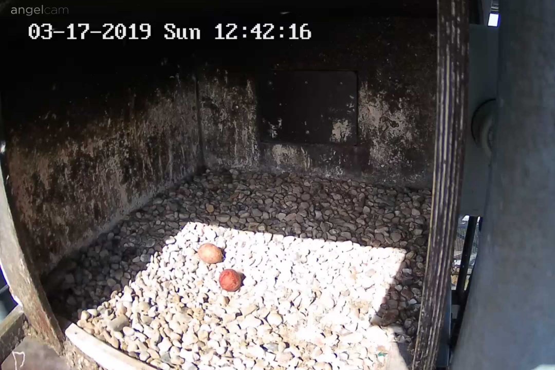 Zwei bräunliche Eier liegen allein im Wanderfalkenhorst auf dem Kies, das eine Ei ist etwas heller als das andere, die Sonne scheint rein