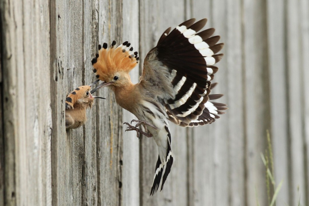 Wiedehopf füttert Jungvogel an der Bruthöhle | © Hopf-Dieter