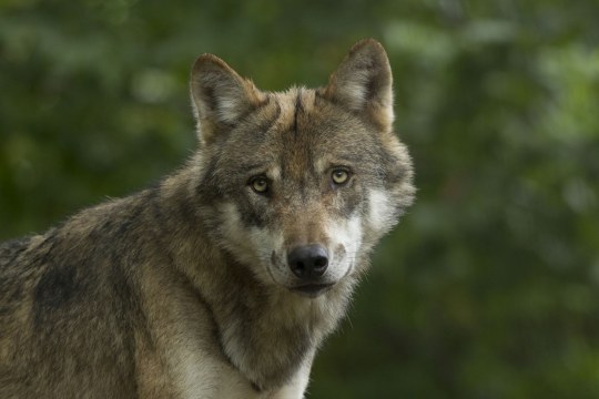 Wolf schaut in die Kamera. | © Rosl Roessner