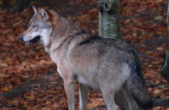 Wolf im Herbstlaub | © Henning Werth