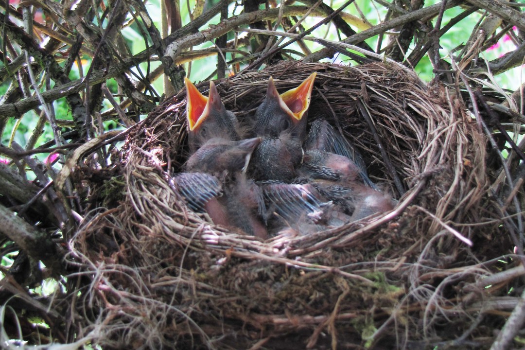 Nest mit hungrigen Amselküken | © Birgit Helbig
