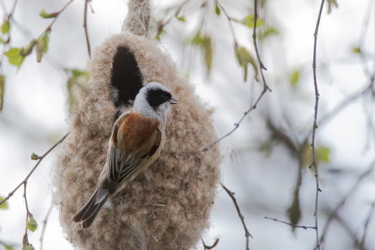 Beutelmeise am Nest | © Gunther Zieger