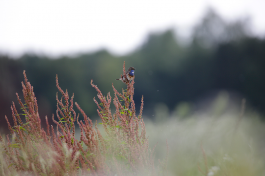 Blaukehlchen auf einem blühenden Strauch | © Ralph Sturm