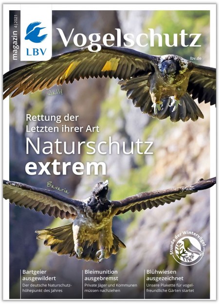 Cover Vogelschutzmagazin 04/2021 mit Bartgeiern Wally und Bavaria, Titel "Naturschutz extrem"