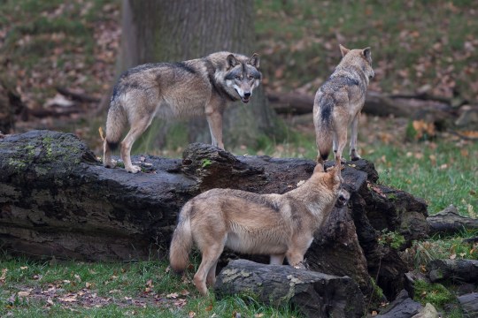 Zwei Wölfe stehen auf einem umgestürzten Baumstamm, der dritte steht daneben | © Marcus Bosch