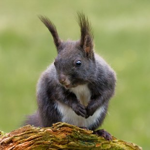 Braunes europäisches Eichhörnchen auf einem Ast | © Andreas Giessler