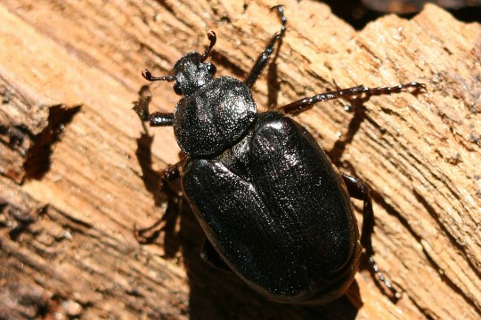 Der Eremit ist ein schwarzer Käfer, sitzt auf Holz | © Dr. Christoph Moning