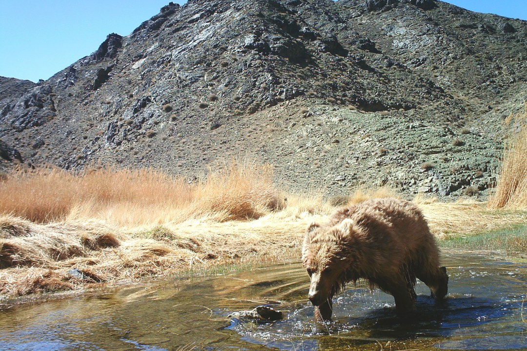 Gobibär im Wasser, im Hintergrund Berge | © NUM