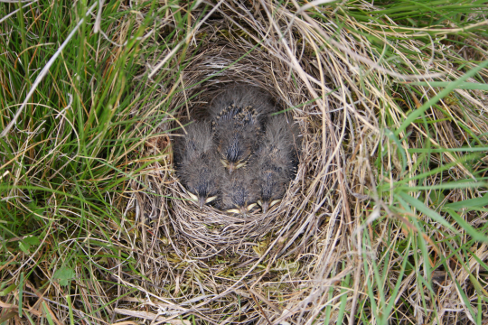 Nest der Heidelerche im Gras mit vier Nestlingen | © Zdenek Tunka