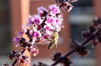 Honigbiene auf Strauchbasilikum mit Blüten | © Angela Maurer