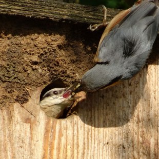 Kleiber füttert kopfüber seinen Jungvogel, der aus einem Nistkasten herausschaut | © Maria Bauer