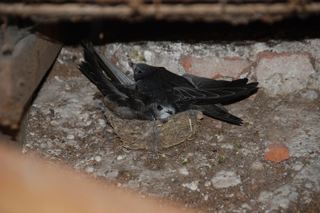 Junge Mauersegler im Nest | © Sylvia Weber