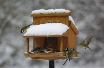 Vögel im Schnee am Futterhaus |© Manfred Schmidl