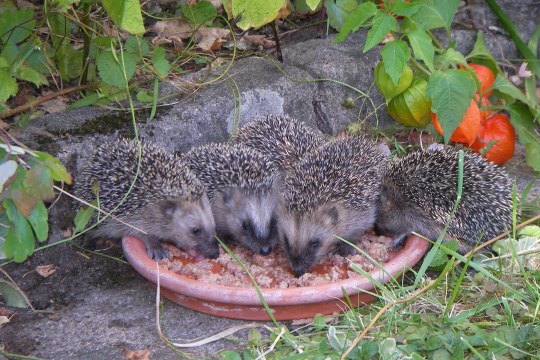Fünf Jungigel fressen aus einer Schale Katzenfutter | © Gerhard Hain