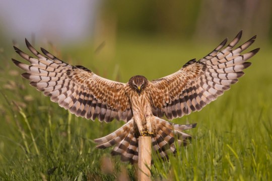 Wiesenweihe landet auf einem Pfahl, die Flügel ausgebreitet | © H. Brehm