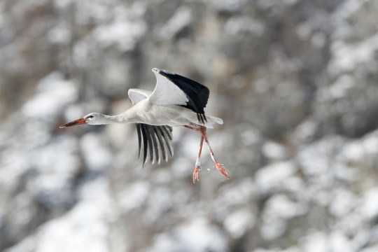 Weißstorch im Winter fliegt durch das Bild | © Hans-Joachim Fünfstück