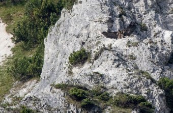Bartgeier Sisi auf einem Felsvorsprung | © Richard Straub