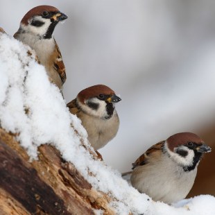 Drei Feldsperlinge sitzen versetzt auf einem mit Schnee bedeckten Ast und schauen nach rechts | © Manfred Kühn
