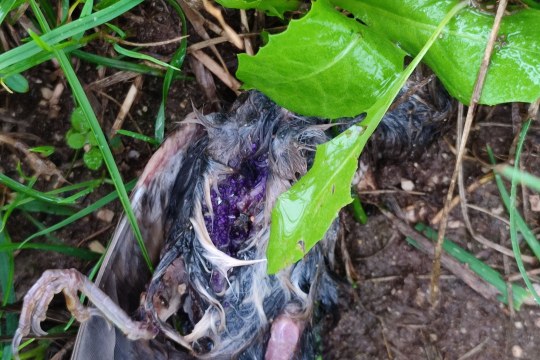 Mit Gift präparierter toter Kleinvogel, im inneren sieht man eine lila Färbung und Granulatkügelchen | © Heidi Seiß
