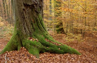 Alter, dicker Baum mit Moos bewachsen im Steigerwald | © Thomas Stephan