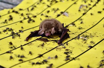 Fransenfledermaus | © Christian Söder