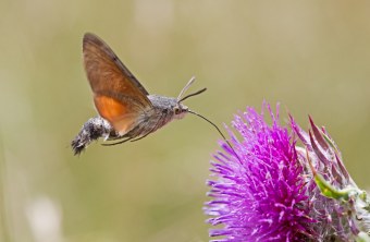 Taubenschwänzchen | © Frank Derer