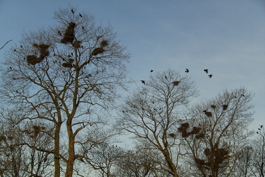 Saatkrähenkolonie, Nester in Bäumen, Saatkrähen fliegen darüber | © Hans-Joachim Fünfstück