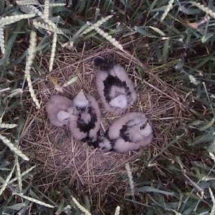 Wiesenweihen-Jungvögel im Nest mit dem Kopter fotografiert | © S. Dehner