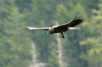 Wiggerl mit Hirschlauf  |© Christian Steiger