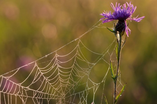 Spinnennetz | © Christoph Bosch