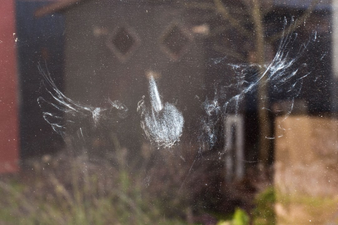 n Abdruck eines Vogels an einer Fensterscheibe, der wohl gegen die Scheibe geflogen ist | © Ralph Sturm