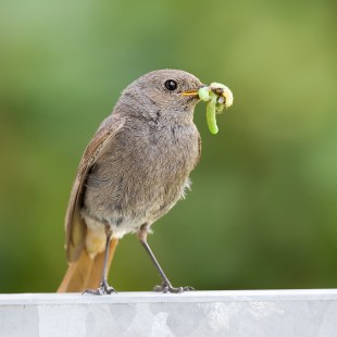 Hausrotschwanz Weibchen | © Frank Derer