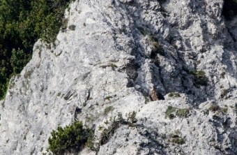 Bartgeier Sisi auf einem Felsvorsprung | © Richard Straub