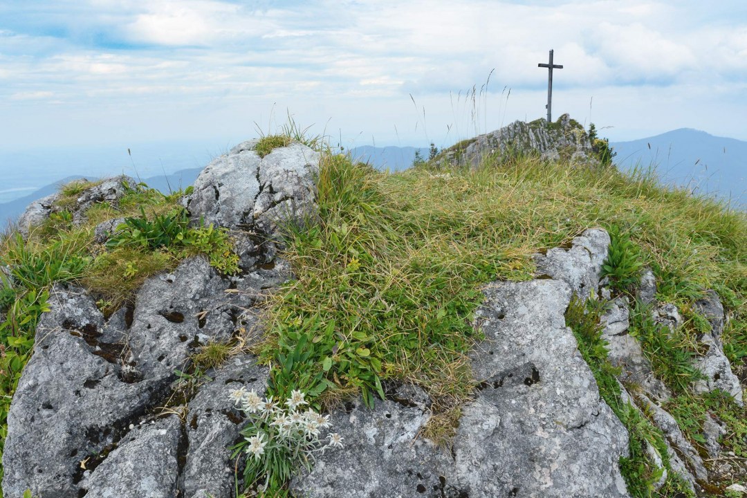 Edelweiss am Gipfelkreuz im Ammergebirge | © Dr. Olaf Broders