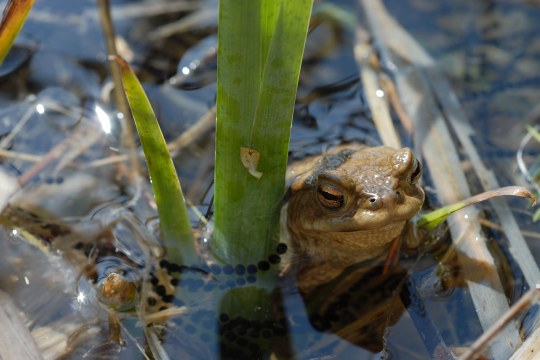 Erdkröte mit Laich im Wasser an Wasserpflanze | © Dr. Eberhard Pfeuffer