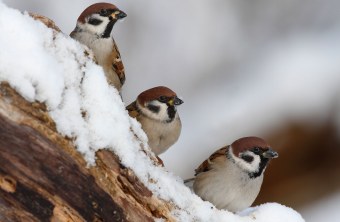 Drei Feldsperlinge sitzen versetzt auf einem mit Schnee bedeckten Ast und schauen nach rechts | © Manfred Kühn