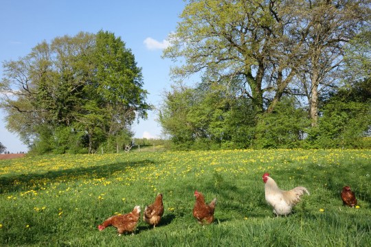 Haushühner bestehend aus einem weißen Hahn und vier Hühner sitzen auf einer grünen Wiese und fressen | © Dr. Eberhard Pfeuffer