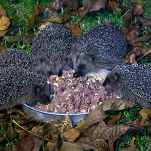 Fünf Jungigel fressen aus einer Schale Katzenfutter | © Marietta Irmer