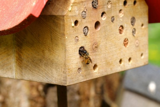Eine Mauerbiene verschließt eine Brutröhre in einem Insektenhotel | © Peter Bria