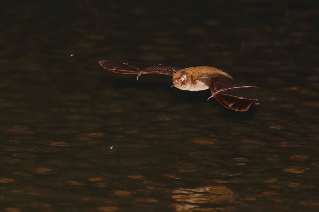 Wasserfledermaus im Flug | © Stefan Masur