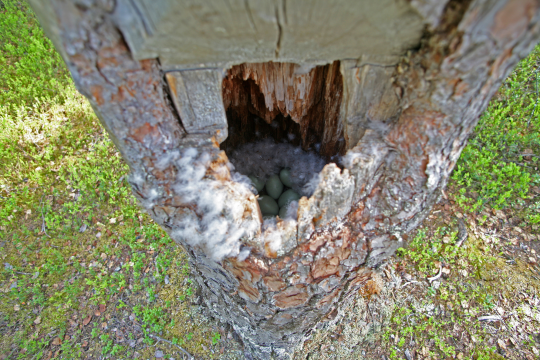 Schellentengelege in einer Baumhöhle | © Dieter Hopf