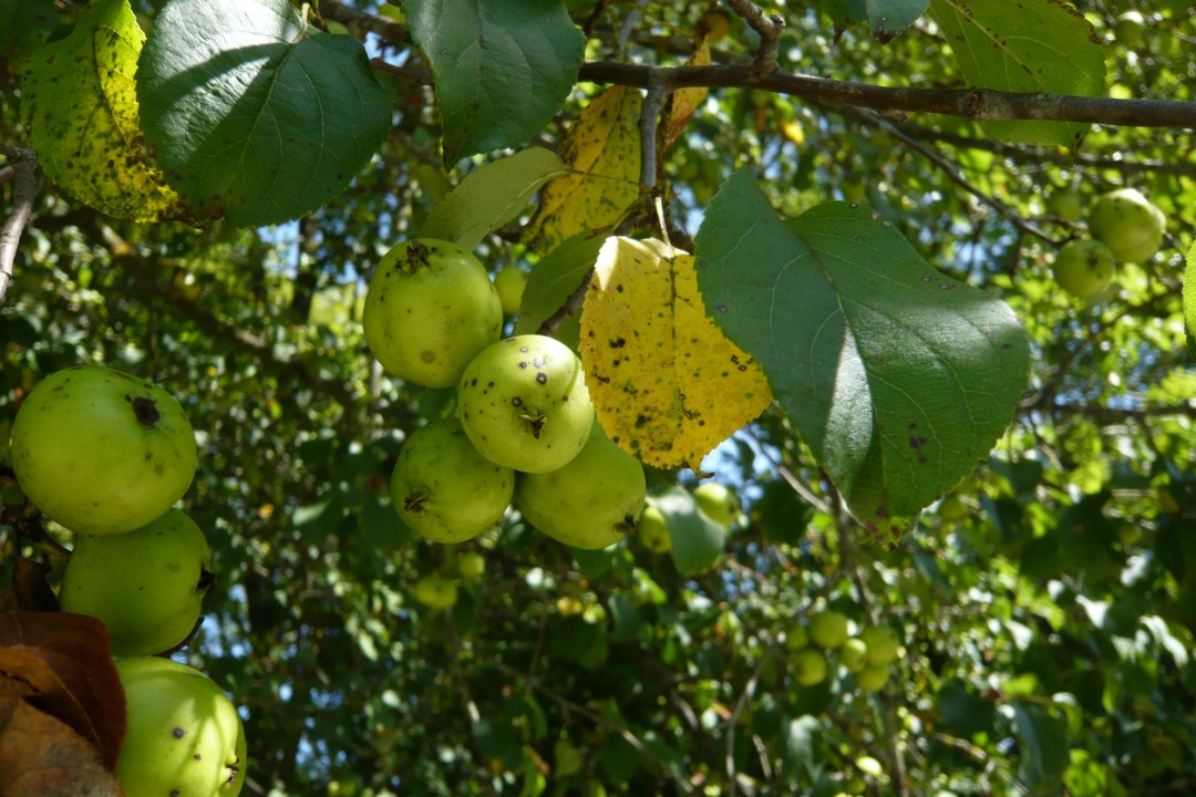 Nahaufnahme grüner Äpfel, die am Ast hängen |©Rudolf Wittmann/ LBV Bildarchiv